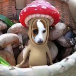 11377595_1415331142127458_568576724_a