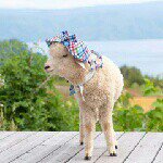 Profile_508602758_75sq_1383134478