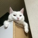 10554151_495942270552111_1594663749_a