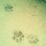 Profile_48339495_75sq_1360158437