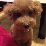 11378853_1499289543694600_2022157419_a