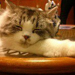 10865276_688980281223227_734180871_a