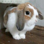 Profile_38224864_75sq_1334129478