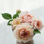 10488771_303695599803627_2138929546_a