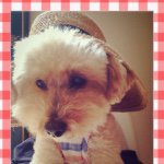 11357701_633600200109887_1546021679_a