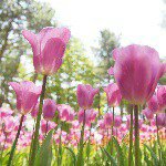 11259527_1588465984767114_947080590_a