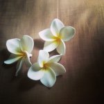 10986163_1475900299332053_1221781407_a