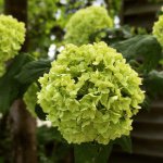 11258824_1607868009451844_316246754_a