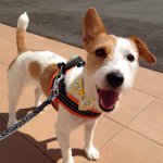 11312028_837539746330455_470016367_a