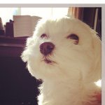 11271040_1638665549680360_604601220_a