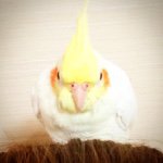 10431771_1007605962588523_1910563755_a