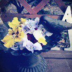 11205823_468386853326721_95421750_a