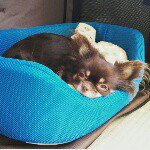 11326361_840714146005234_644470705_a