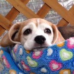 10731573_1709727852586602_484588464_a