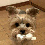 11236302_1418589981795249_1158189966_a