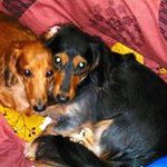 10706819_698753083540216_894905811_a