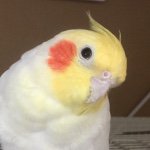 11333709_1404101516585910_552820183_a