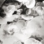 11276328_822187891195480_89224441_a