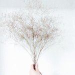 11355948_575869642555263_319371315_a