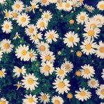 11098422_1427629310881782_1218386263_a