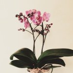 11259467_810212642403390_1288765990_a