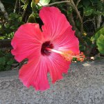 11373605_381860792008040_1243943522_a