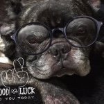 11018557_1589660447916518_764234846_a