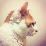 10326572_1464795363837427_39996947_a