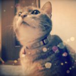 11007976_868395719891035_1126440691_a