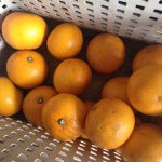 11033052_637418843059384_292528973_a