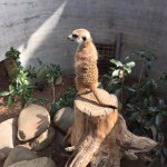 11032859_787394308019838_161360587_a