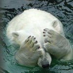 10311266_961076790572875_941773959_a