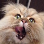 11055763_1038065016221431_1688314093_a