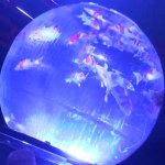 11356716_576695689139362_161223906_a