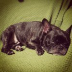 Profile_42032982_75sq_1366867176