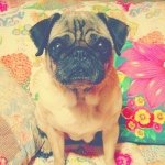 10593382_1521584364723429_1635676341_a