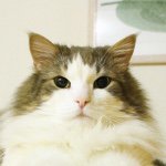 11256249_1597860840461796_986561428_a