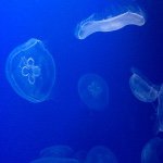 11358982_733397513452747_860257920_a