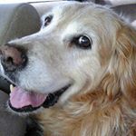 11375982_890531677706044_1677739791_a