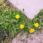 10919476_423245271168979_1407731333_a