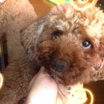 10454183_471176819652177_883552526_a