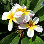 10958658_658589374262869_184684108_a