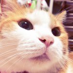 11191166_1614066895474369_722000550_a