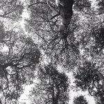 10617012_693481344053343_586976102_a