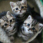 11084940_942155955803689_864444688_a