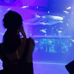 10844253_1625260624420189_90329789_a