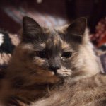 11008201_877415745632900_1554212804_a