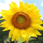 11380939_1472068429758191_1249462810_a