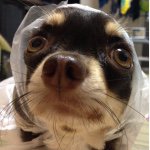 928932_1004114229602989_1429533992_a