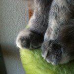 Profile_23650494_75sq_1329310992